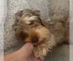 Small Photo #5 Yorkshire Terrier Puppy For Sale in AUSTIN, TX, USA