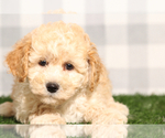 Image preview for Ad Listing. Nickname: Thunder