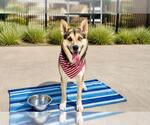Small #1 Gerberian Shepsky