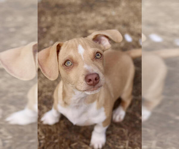 Medium Photo #1 Chihuahua-Unknown Mix Puppy For Sale in Andover, MN, USA