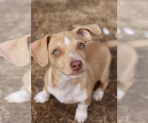 Chihuahua-Unknown Mix Dogs for adoption in Andover, MN, USA