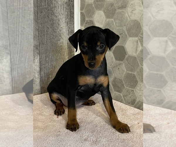 Medium Photo #1 Miniature Pinscher Puppy For Sale in CANOGA, NY, USA