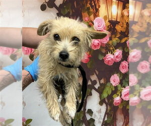 Mutt Dogs for adoption in San Bernardino, CA, USA