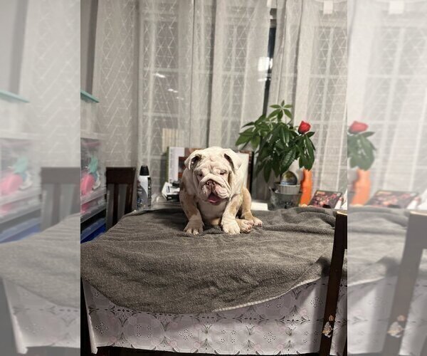 Medium Photo #7 English Bulldog Puppy For Sale in SANTA ANA, CA, USA