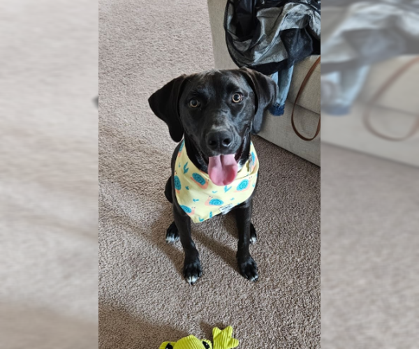 Medium Photo #2 Labrador Retriever-Unknown Mix Puppy For Sale in McKinney, TX, USA
