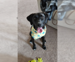 Small #1 Labrador Retriever Mix