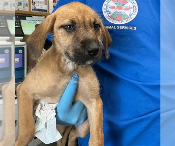 Medium Photo #1 Boxer-Unknown Mix Puppy For Sale in San Bernardino, CA, USA