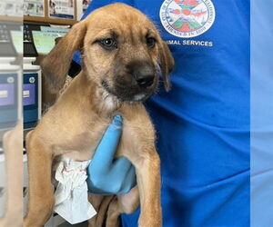 Boxer-Unknown Mix Dogs for adoption in San Bernardino, CA, USA