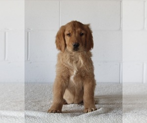 Golden Retriever Puppy for sale in FREDERICKSBURG, OH, USA