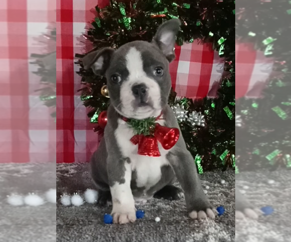 Medium Photo #1 Faux Frenchbo Bulldog Puppy For Sale in FREDERICKSBURG, OH, USA