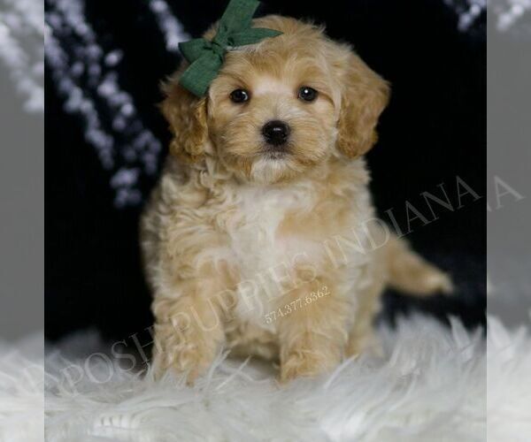 Medium Photo #2 Maltipoo Puppy For Sale in WARSAW, IN, USA