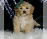 Small #1 Maltipoo