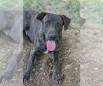 Small #2 Catahoula Leopard Dog-Mountain Cur Mix