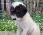 Small Photo #14 Miniature Labradoodle Puppy For Sale in BLAKESBURG, IA, USA