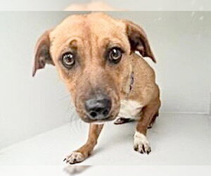 Dachshund-Unknown Mix Dogs for adoption in Houston, TX, USA