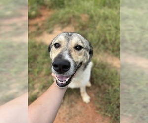 Anatolian Shepherd-Great Pyrenees Mix Dogs for adoption in ROANOKE, AL, USA