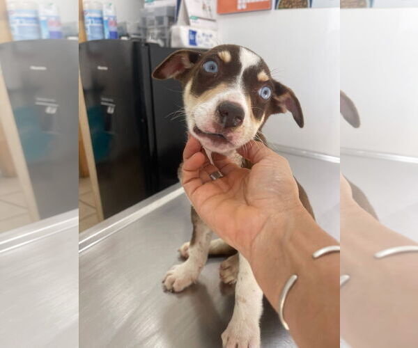 Medium Photo #2 Australian Kelpie-Unknown Mix Puppy For Sale in Escondido, CA, USA