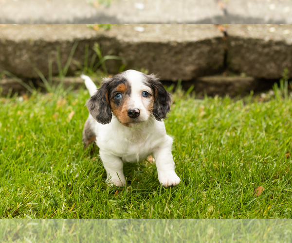 Medium Photo #2 Dachshund Puppy For Sale in BREMEN, IN, USA
