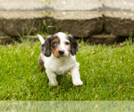 Small #1 Dachshund