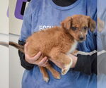Small #1 Australian Shepherd Mix