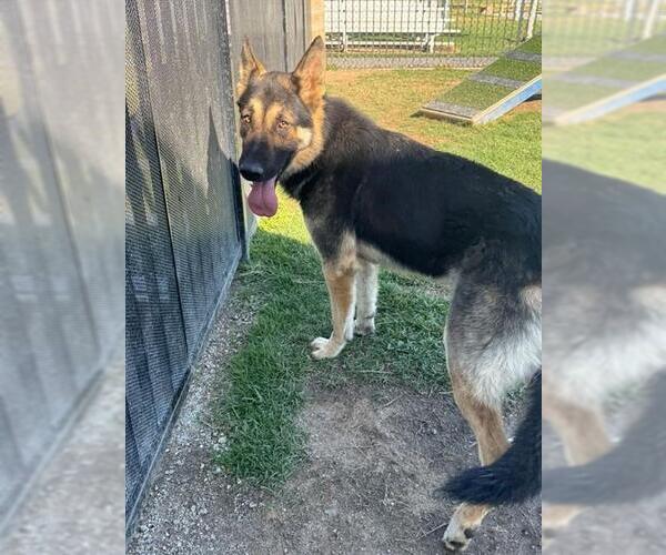 Medium Photo #1 German Shepherd Dog Puppy For Sale in Riverside, CA, USA