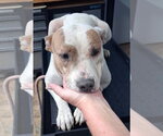 Small Mutt