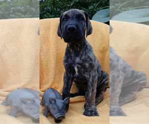 Great Dane Puppy for sale in HARTVILLE, OH, USA