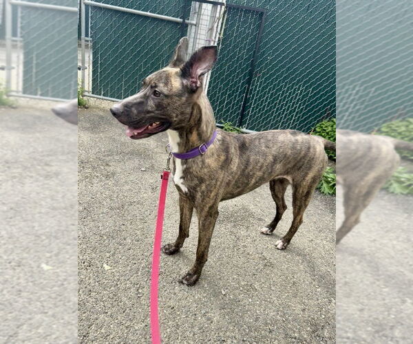 Medium Photo #21 Labrador Retriever-Mountain Cur Mix Puppy For Sale in Brewster, NY, USA