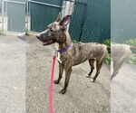 Small #20 Labrador Retriever-Mountain Cur Mix