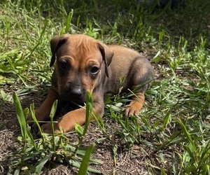 Rhodesian Ridgeback Puppy for sale in DIVIDE, CO, USA