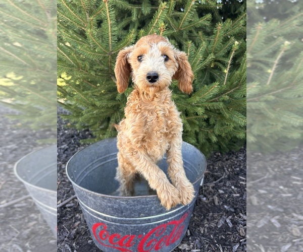 Medium Photo #2 Goldendoodle (Miniature) Puppy For Sale in MIDDLEBURY, IN, USA