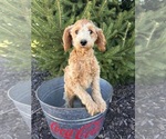 Small #1 Goldendoodle (Miniature)