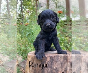 Goldendoodle Puppy for Sale in CAPON BRIDGE, West Virginia USA