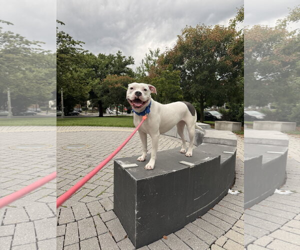 Medium Photo #1 American Pit Bull Terrier Puppy For Sale in Berkeley, CA, USA