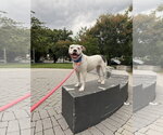 Moo - Female American Pit Bull Terrier Dog for Adoption - Small photo