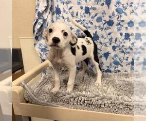 Mutt Dogs for adoption in Modesto, CA, USA