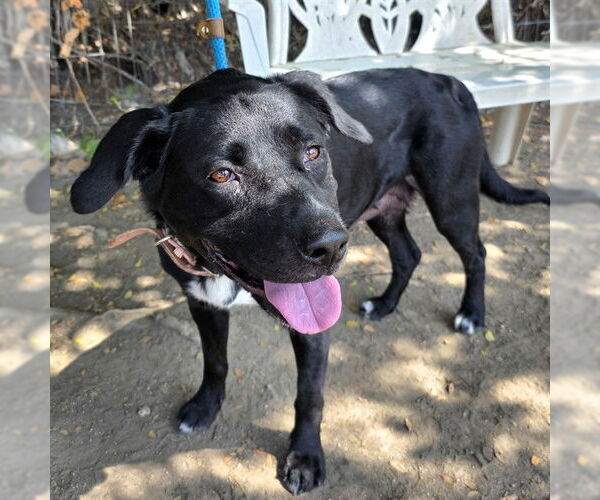 Medium Photo #2 Labrador Retriever Puppy For Sale in Long Beach, CA, USA