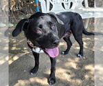 Small #1 Labrador Retriever