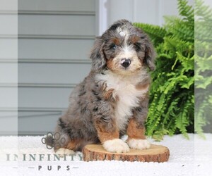 Bernedoodle (Miniature) Puppy for sale in NARVON, PA, USA