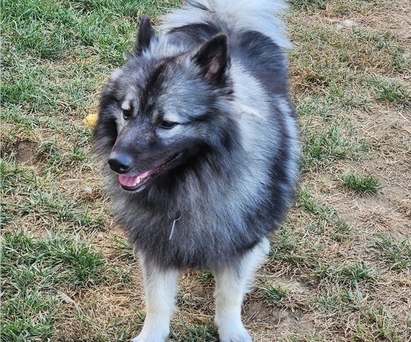 Medium Photo #1 Keeshond Puppy For Sale in GREENVILLE, OH, USA
