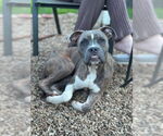 Small #5 Boxer Mix
