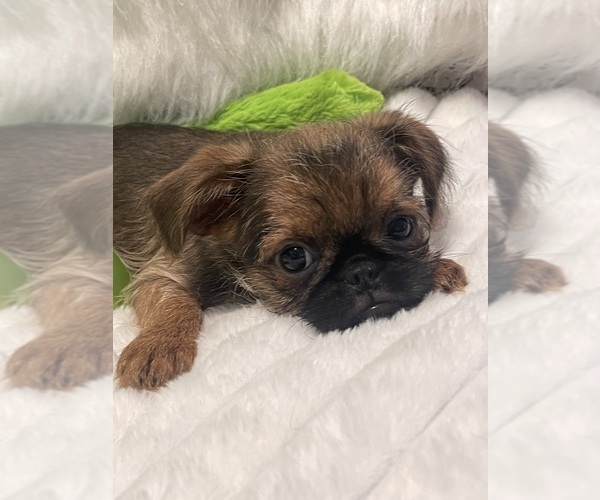 Medium Photo #13 Brussels Griffon Puppy For Sale in LEXINGTON, VA, USA