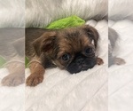 Small #4 Brussels Griffon