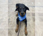 Small #8 Doberman Pinscher Mix