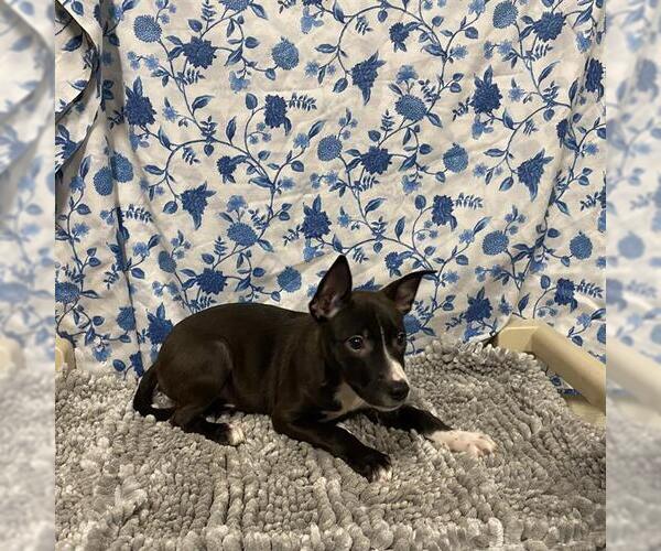 Medium Photo #1 Mutt Puppy For Sale in Modesto, CA, USA