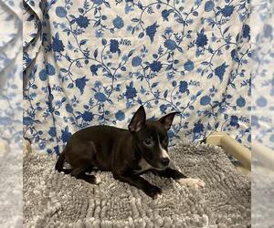 Mutt Dogs for adoption in Modesto, CA, USA