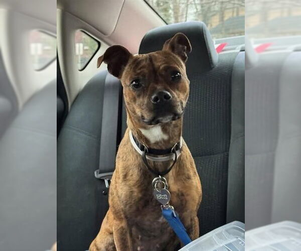 Medium Photo #2 Chihuahua-Unknown Mix Puppy For Sale in Louisville, KY, USA