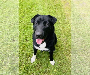 Border Collie-Chinese Shar-Pei Mix Dogs for adoption in Rootstown, OH, USA