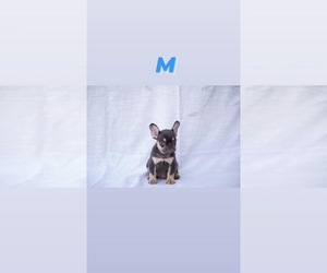 French Bulldog Puppy for sale in BAKERSFIELD, CA, USA