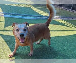 Mutt Dogs for adoption in Grand Prairie, TX, USA